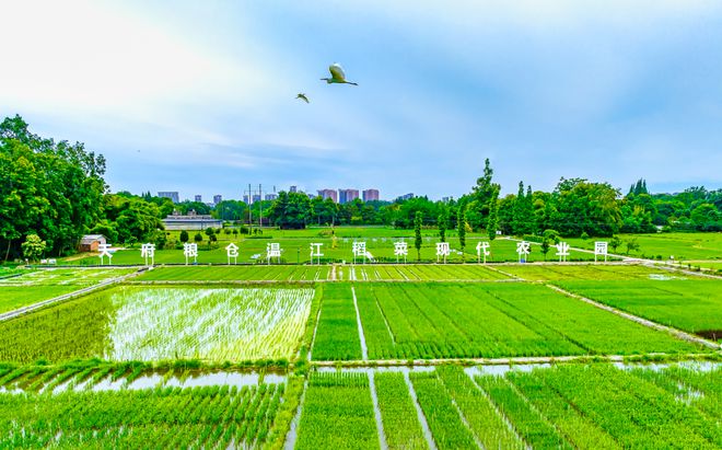 成都新活力:田园绘盛景农业谱新篇(图2)
