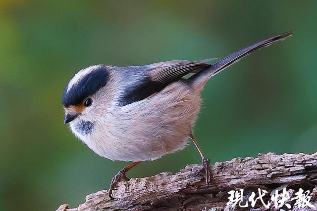 新年喜气绕！银喉长尾山雀枝头闹(图1)