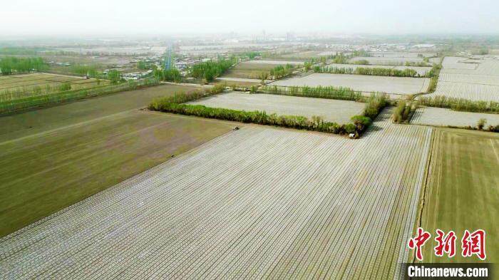 新疆棉花种植实现逾99%机械化播种(图1)