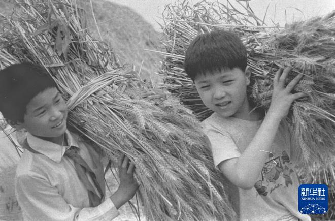 时光相册丨从“弯腰挥镰”到“科技加持”一组照片看麦收变迁！(图7)