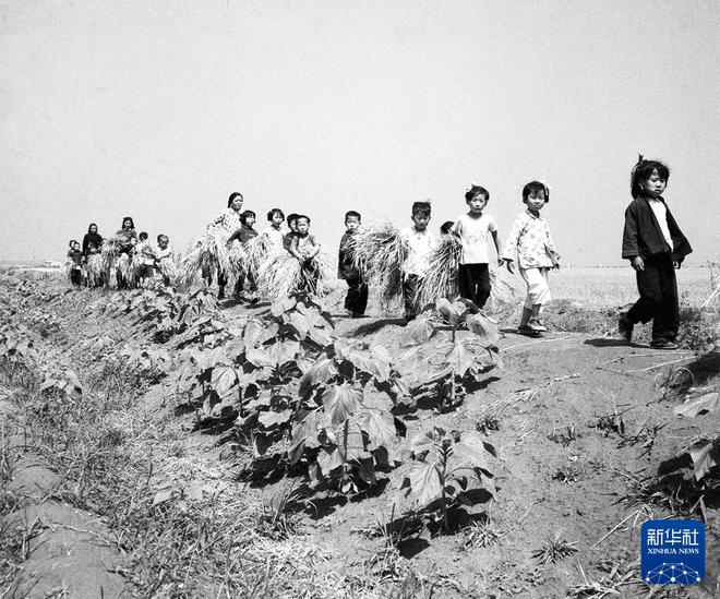 时光相册丨从“弯腰挥镰”到“科技加持”一组照片看麦收变迁！(图6)