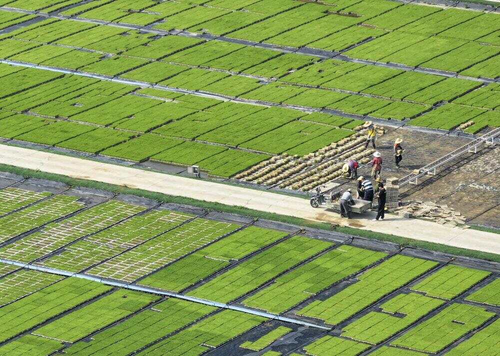 必赢“三夏”生产一线观察｜抢收抢种不误时农业生产高效推进(图5)