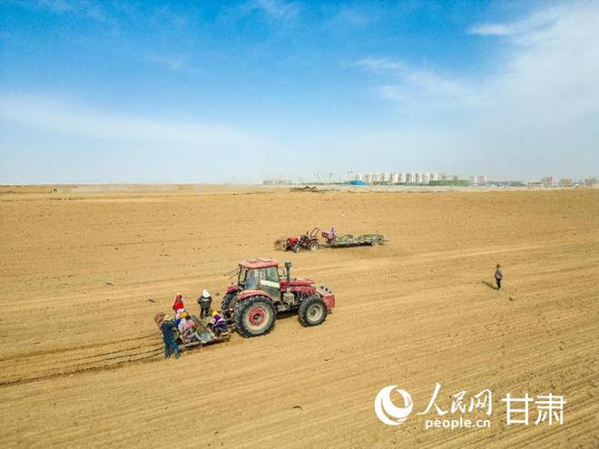 Bwin必赢兰州新区：千亩中药材种植忙(图1)