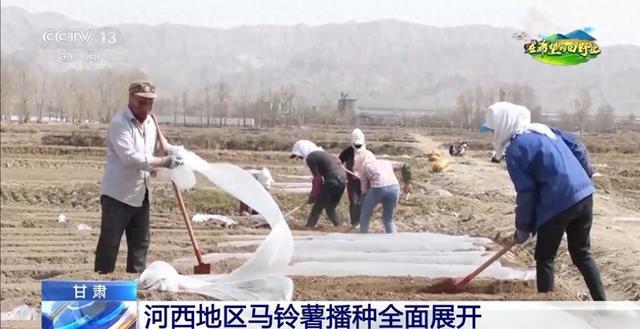 棉花套种孜然、智能化播种……各地春播有序推进(图1)