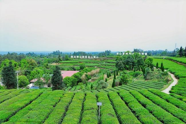 自贡荣县来牟镇：茶叶飘香促振兴(图1)