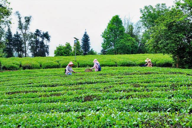 自贡荣县来牟镇：茶叶飘香促振兴(图2)