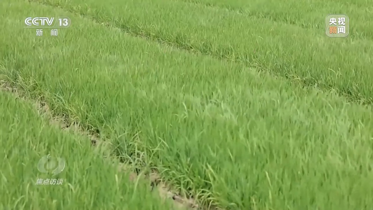焦点访谈丨良田+良种+良机法来看各地保丰收秘籍Bwin必赢(图2)