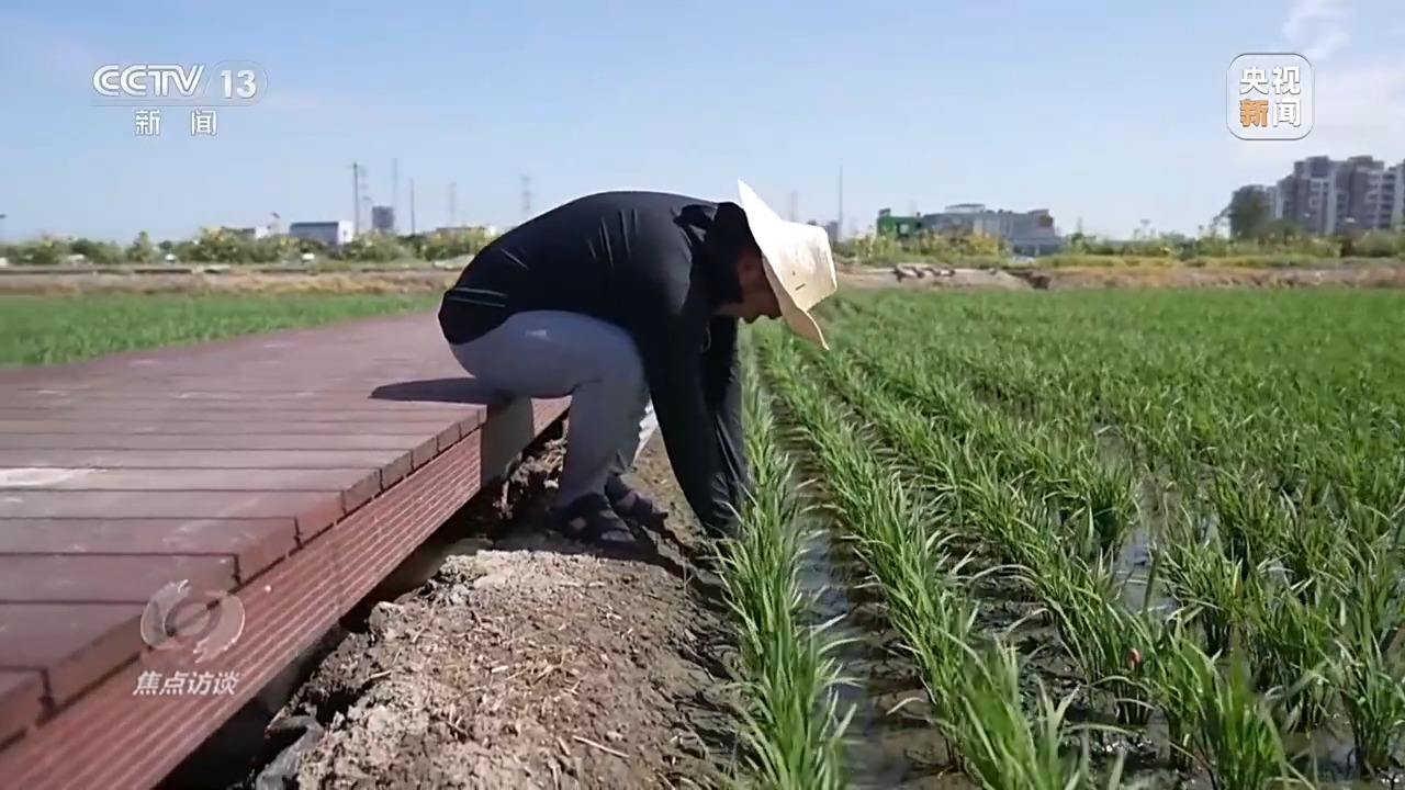 焦点访谈丨良田+良种+良机法来看各地保丰收秘籍Bwin必赢(图6)