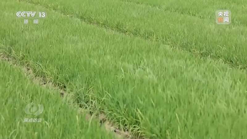良田+良种+良机法来看各地保丰收秘籍(图2)