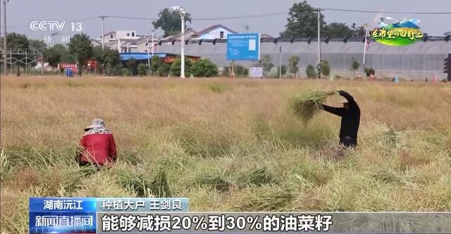 在希望的田野上丨东北春播进必赢国际度近三成一键查看各地农业生产进度条→(图6)