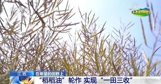 在希望的田野上丨东北春播进必赢国际度近三成一键查看各地农业生产进度条→(图5)