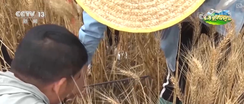 必赢农业生产有“智”又有“质”硬核科技夯实丰收基础开辟增产节本新途径(图3)