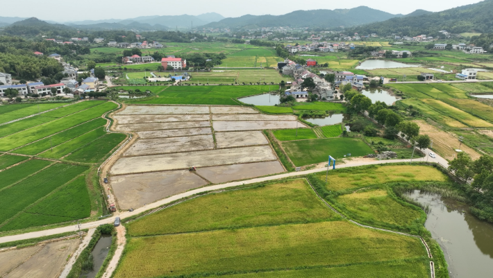 湘江新区秸秆变“绿肥”4000多亩早稻秸秆这样处理(图1)