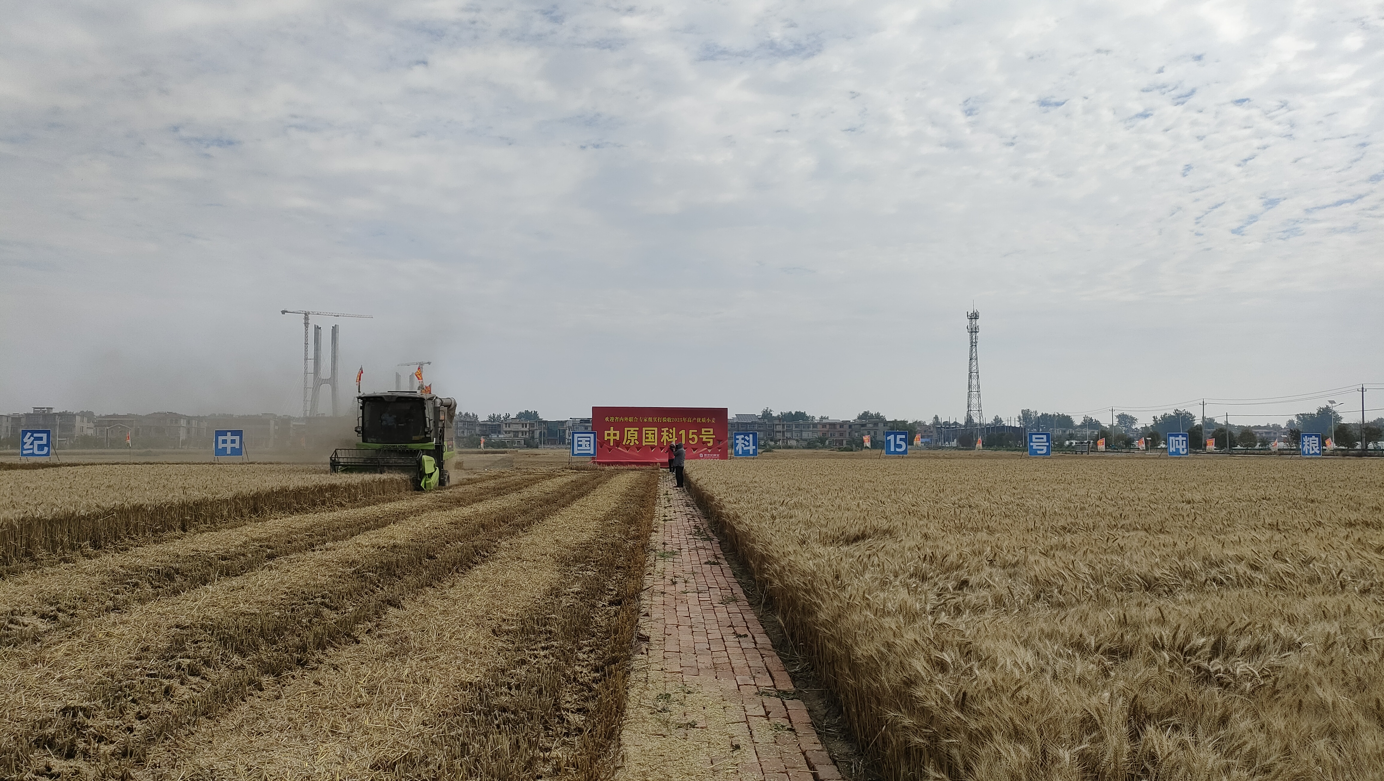 超1800斤！阜阳一小麦示范田单产纪录再刷新(图2)