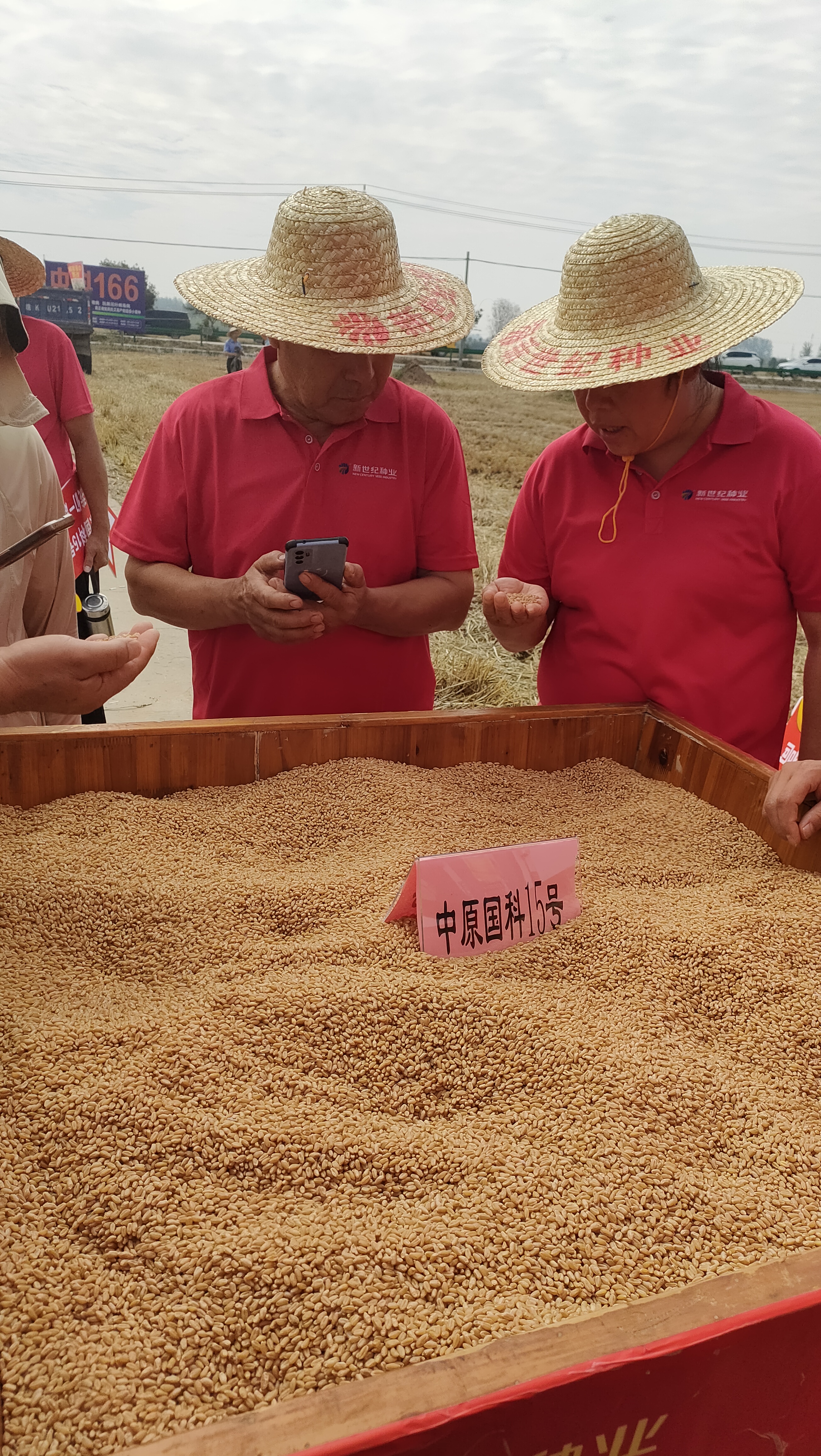 超1800斤！阜阳一小麦示范田单产纪录再刷新(图3)