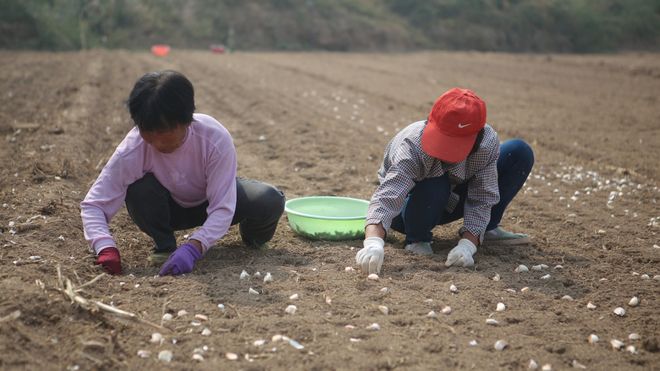 必赢国际大蒜播种节气密码：顺应天时才能种出丰收蒜(图4)