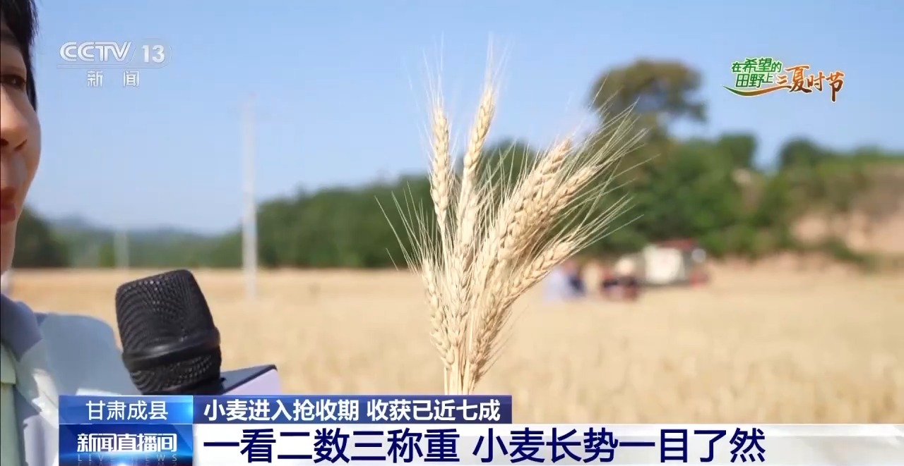 一看二数三称重四“统一”解锁层层梯田上小麦的丰收密码(图1)