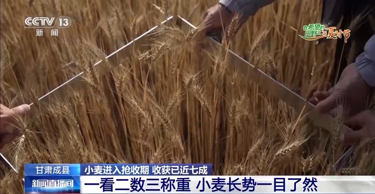 一看二数三称重四“统一”解锁层层梯田上小麦的丰收密码(图2)