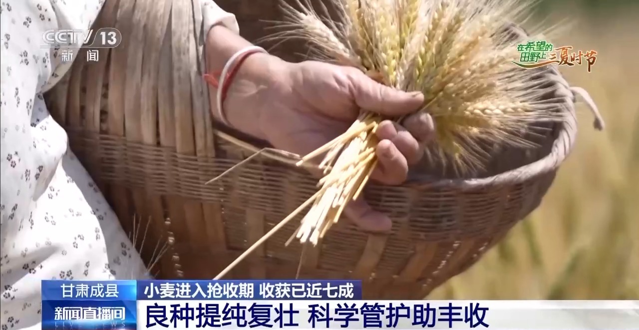 一看二数三称重四“统一”解锁层层梯田上小麦的丰收密码(图3)