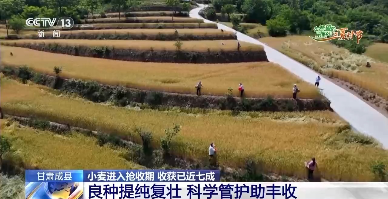 一看二数三称重四“统一”解锁层层梯田上小麦的丰收密码(图4)
