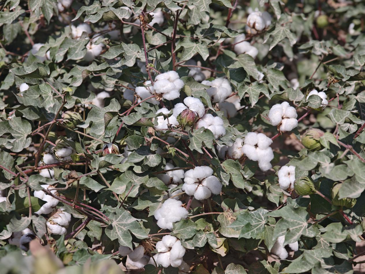巴楚棉花陆续进入吐絮期(图3)