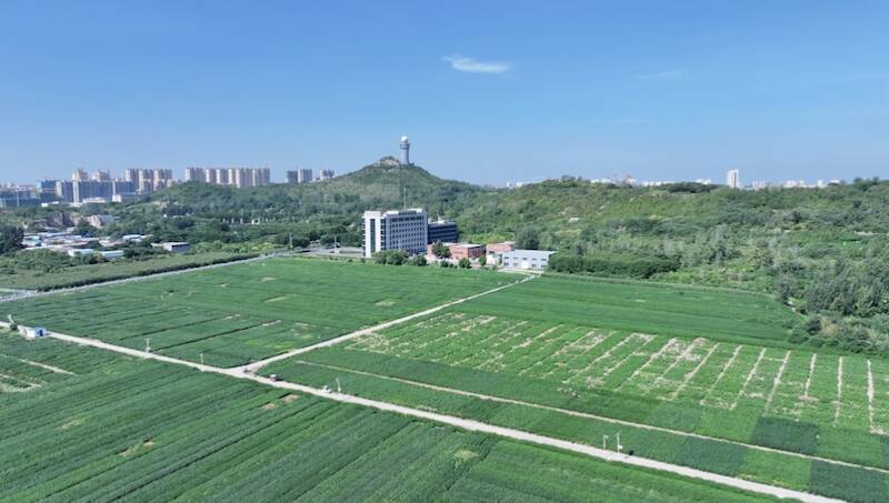 强化科技赋能与田间管理济宁嘉祥力保18万亩大豆丰产丰收(图1)