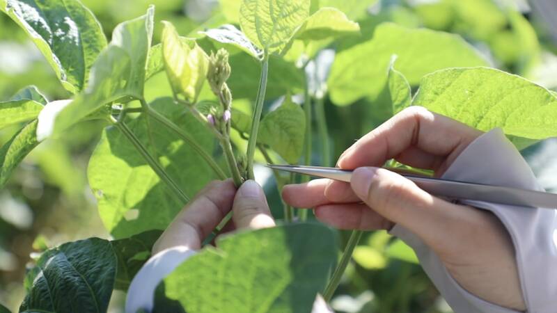 强化科技赋能与田间管理济宁嘉祥力保18万亩大豆丰产丰收(图3)