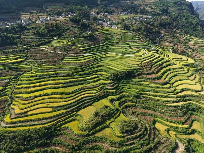 开阳县：稻香四溢绘“丰”景助力乡村促振兴(图1)