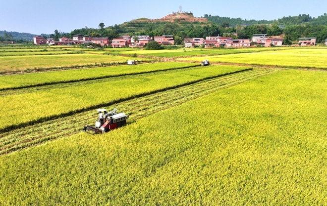 四川仁寿：筑牢“天府粮仓”根基“丰”景这边独好(图1)