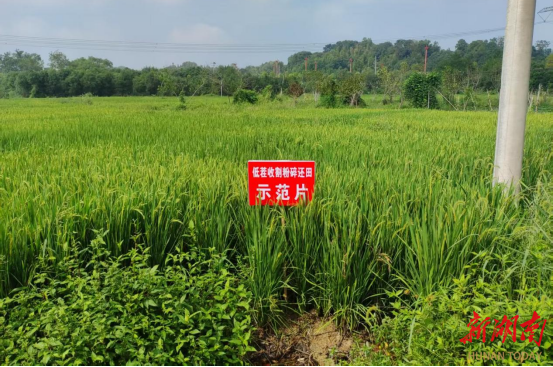 Bwin必赢昔日“烫手山芋”今朝“香饽饽”桃江县浮邱山乡写出“秸秆”绿色文章(图4)