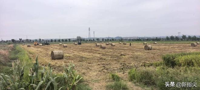 澧县澧南镇：多措并举“秸禁”全力(图4)