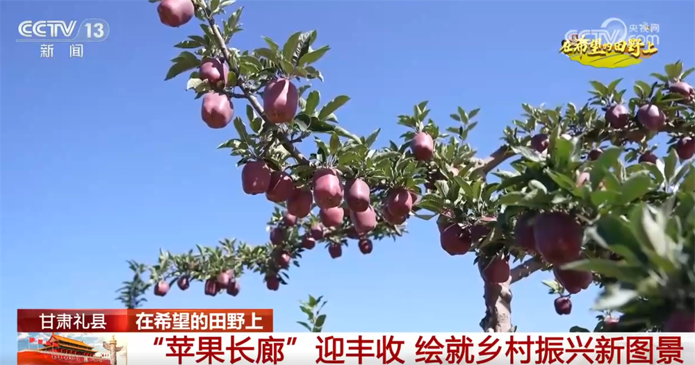 青稞黄、果飘香、冬小麦播种忙神州大地“智”绘乡村振兴新图景(图6)