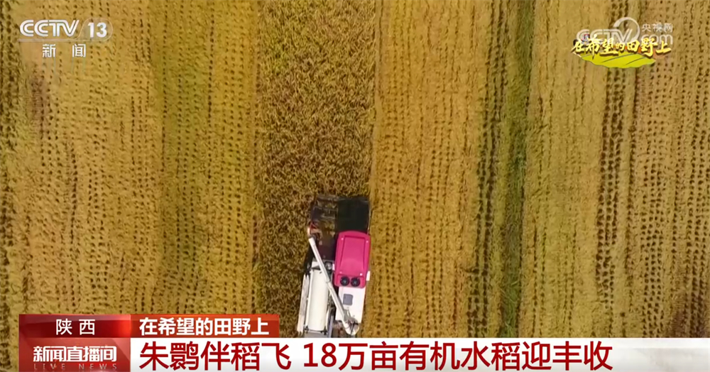 必赢机械化、绿色有机、稳供应……金秋“丰”景筑牢民生根基守护“烟火气”(图3)