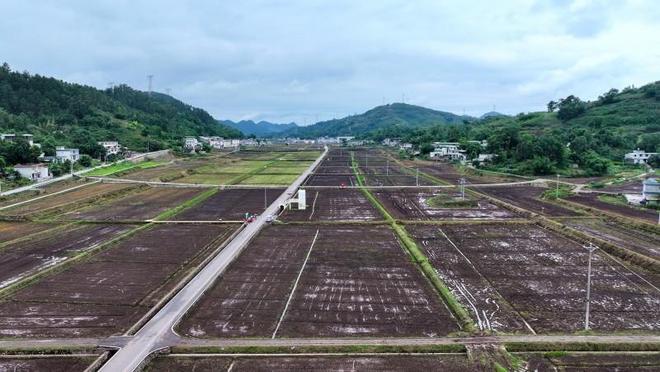 无人机助力高县庆岭粮油现代农业园区5000余亩油菜开播必赢(图2)