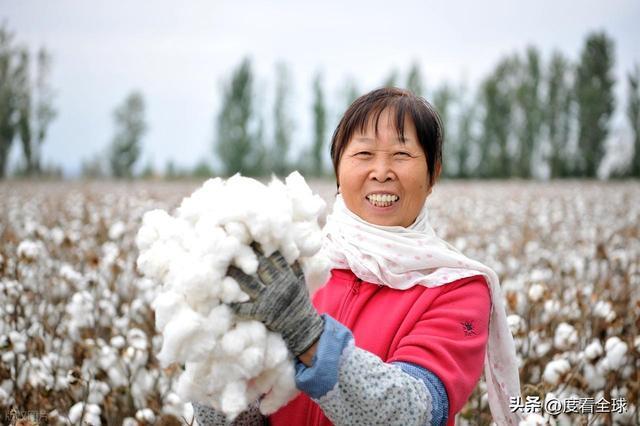 万亩棉海翻白浪！新疆棉花迎集中采收全程机械化书写丰收答卷(图12)