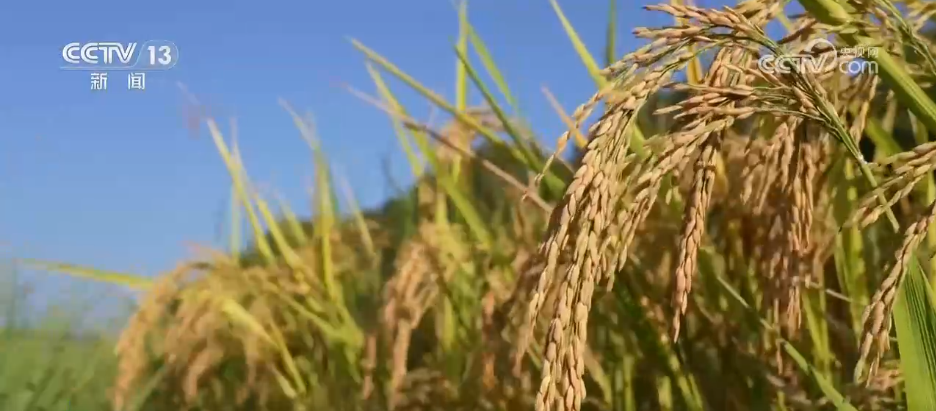 秋收冬种尽“丰”景希望的田野里一派繁忙景象(图1)