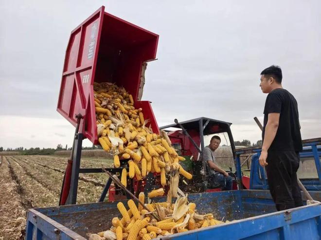 调配玉米收获机1147台、小麦播种机2340台启用烘干机56台……胶州全力开展→(图2)