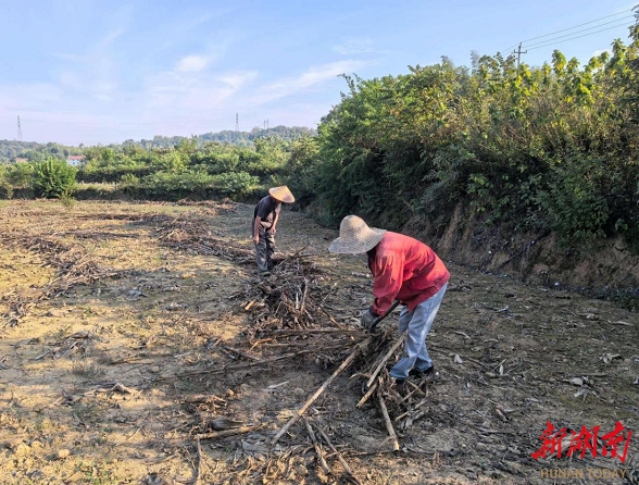 秸秆“变形记”里的丰收续章——云溪区“双轮驱动”走出综合利用新路(图2)