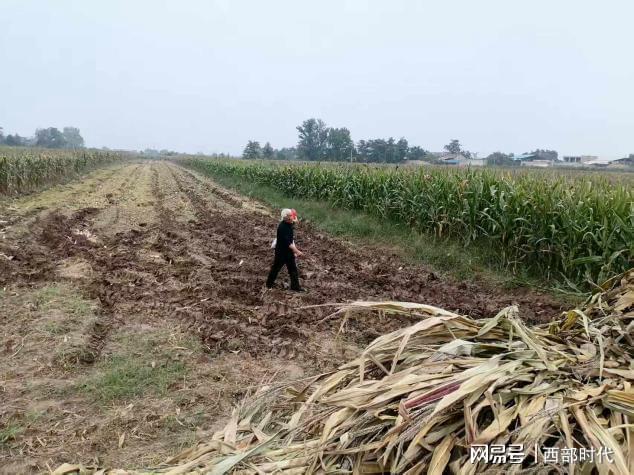阎良区武屯街道：巧打“时间差”雨歇抢运秸秆守护“蓝天蓝”(图2)