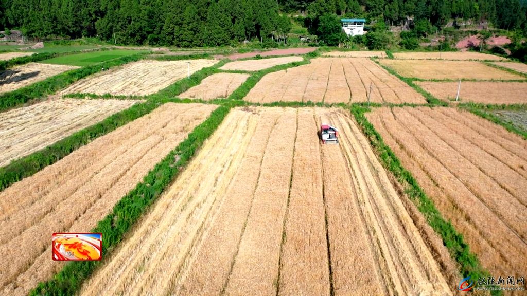 机械化高效推进秋播科技为我县油菜丰收注入“硬核动力”(图5)