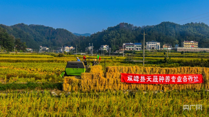 湖南双峰“点草成金”：一根稻草的绿色逆Bwin必赢袭(图2)