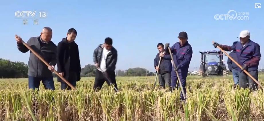 多地抗秋汛抢麦播:农技指导+农机作业全力推进小麦种植(图5)