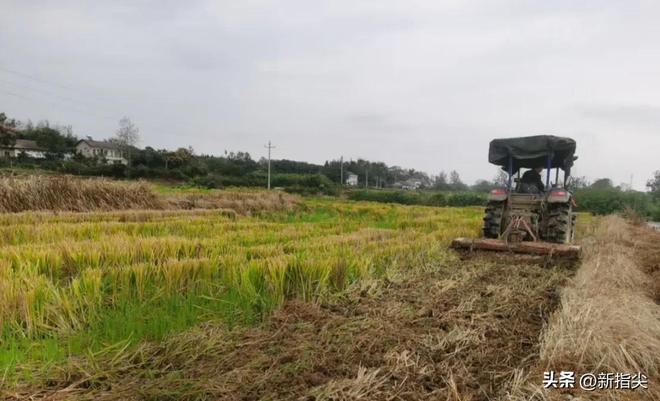 澧县大堰垱镇：秸秆综合利用成效显著精准施策促绿色转型(图2)