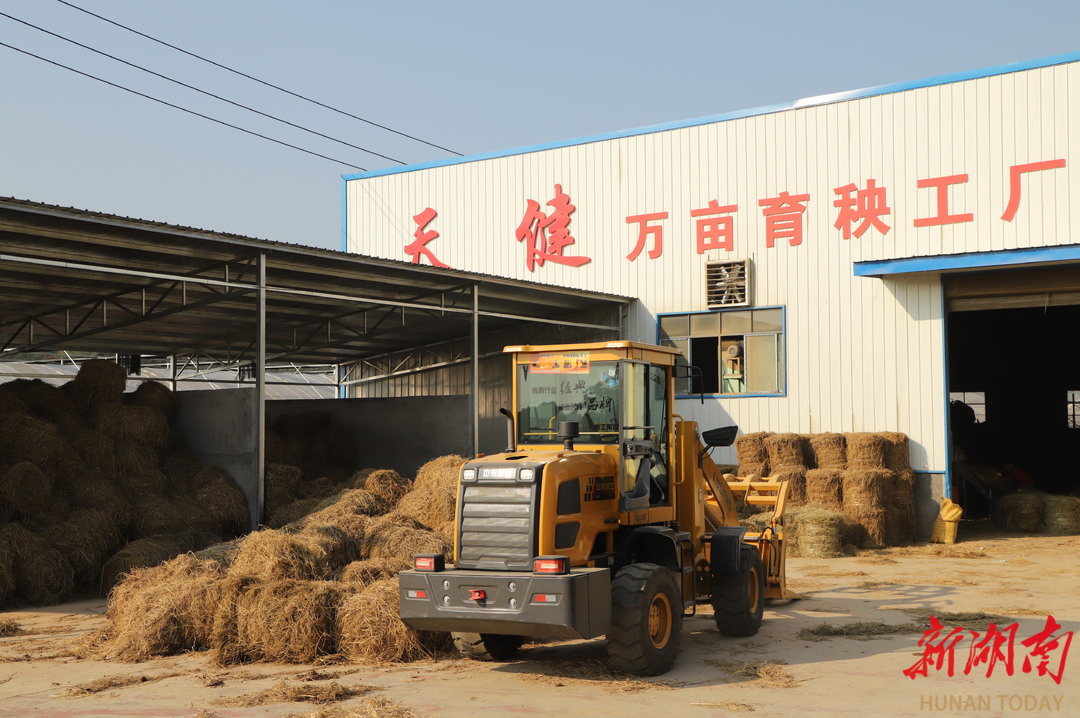 点草成“金”！天健农机专业合作社蹚出秸秆绿色增收路(图1)