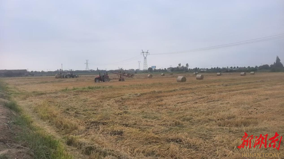 秸秆是“包袱”还是“财富”?大通湖区河坝镇解锁了正确“打开方式Bwin必赢”(图1)