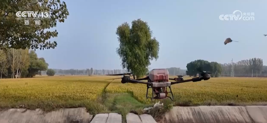 种足、种好、种优“稻麦衔接”抢农时夯实2026年夏粮丰收基础(图3)