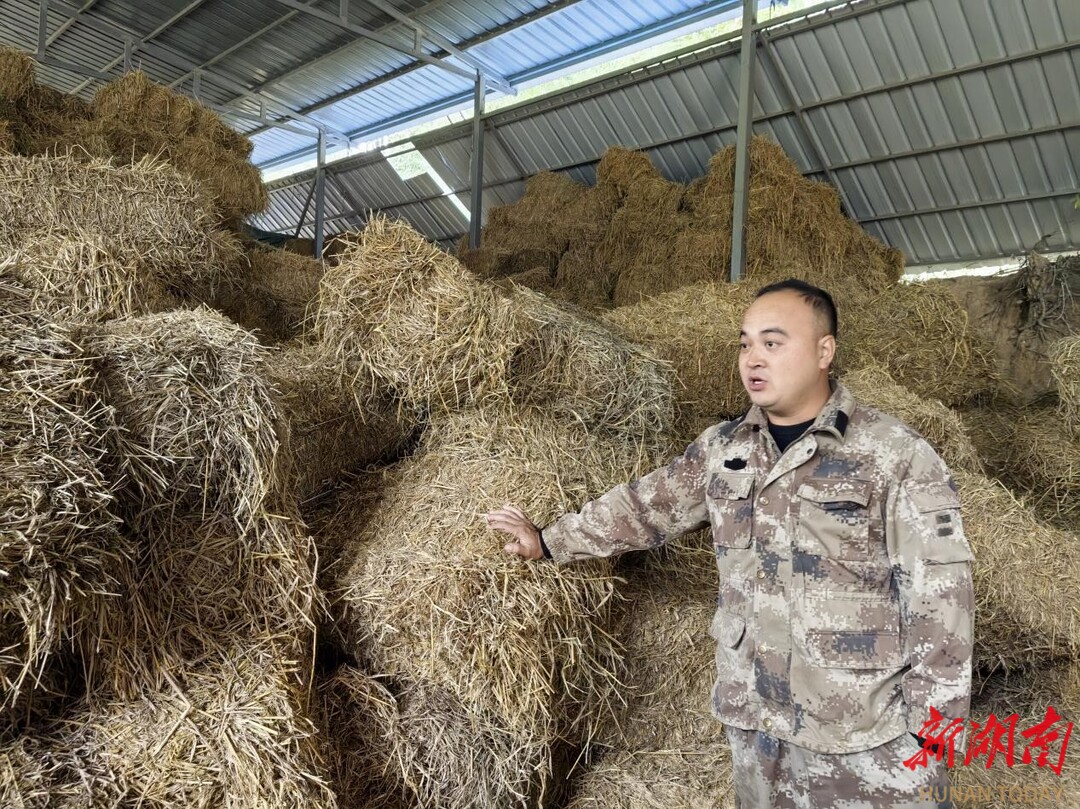 湘乡：秸秆变“饲料”美了环境肥了牛羊(图1)