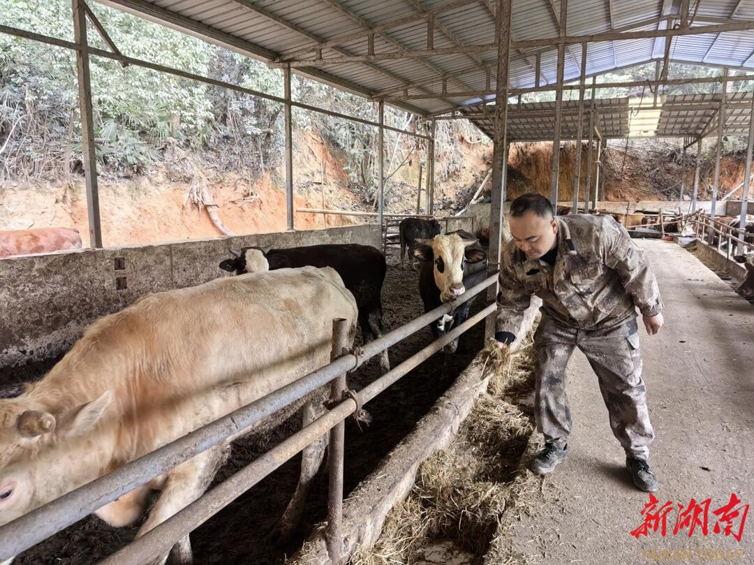 湘乡：秸秆变“饲料”美了环境肥了牛羊(图2)
