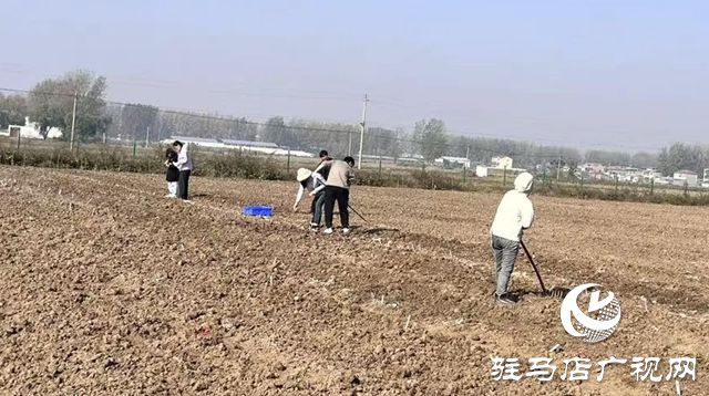 晚播小麦如何保丰收？平舆县农技必赢国际专家开出四剂“良方”(图1)
