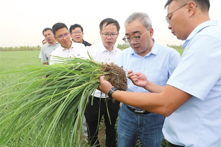 河南如何点“豆”成金科技必赢国际支撑油莎豆产业高质量发展(图2)
